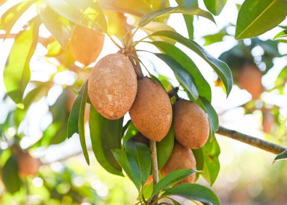 Sapodilla