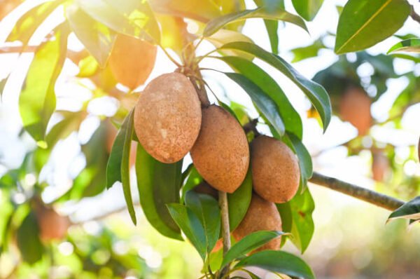 Sapodilla