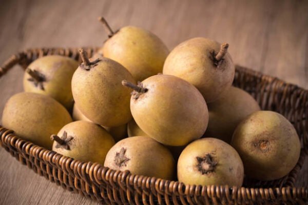 Sapodilla